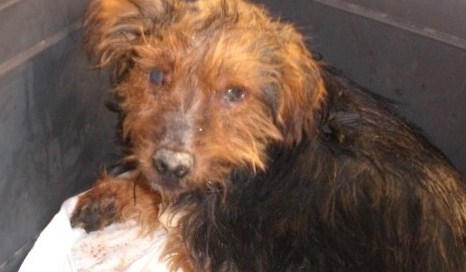 La lettera di un cane abbandonato, virale il post dello speaker radio