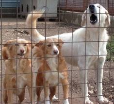 CASTELLI ROMANI, CARAMANICA(REA): “ALLEVAMENTO ABUSIVO CANI E’ VICENDA ALLARMANTE. AUMENTARE CONTROLLI”