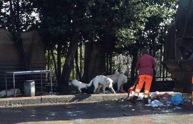 Valle dei Casali, cani randagi imperversano fino al compattatore Ama