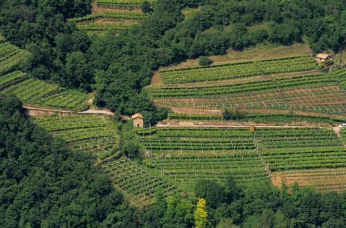 Agricoltura, nasce l’impresa giovanile per rilanciare la terra