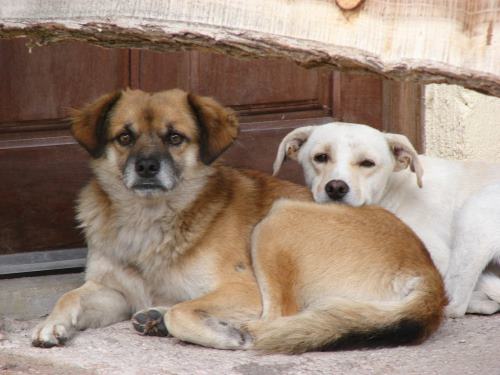 TERAMO, “SU CHIUSURA AREA CANI IN PARCO FLUVIALE ACCOLTE RICHIESTE CITTADINI”