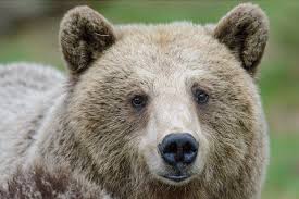Manifestazione in difesa dell’orsa Daniza davanti al Ministero dell’Ambiente‏