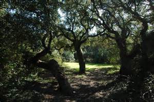 Ambiente, netto ‘no’ al taglio della foresta di Capocotta