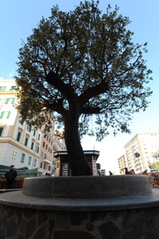 Alberone, la pianta simbolo del quartiere è secca: verrà sostituita