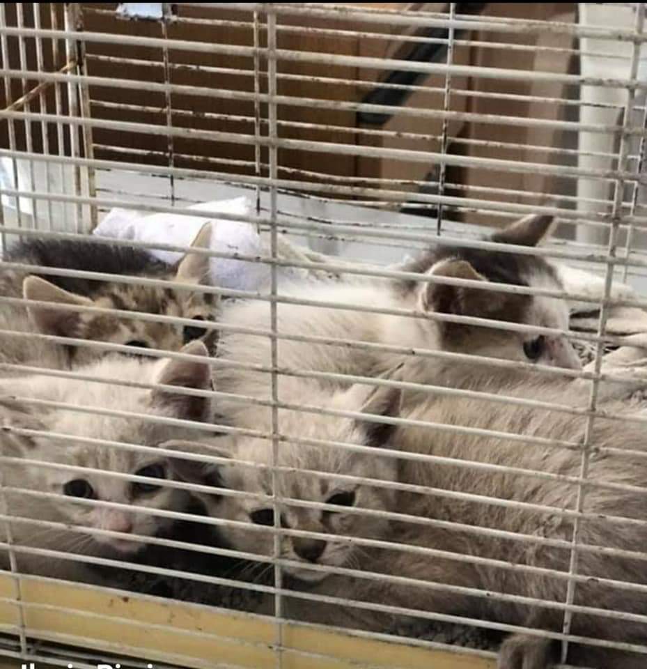 Palermo, Rivoluzione animalista: “canile a pezzi. Esposto in procura antimafia”