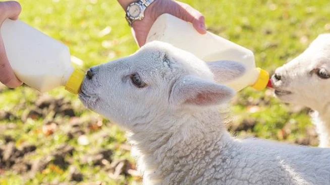 Pasqua, Caramanica(Rea): “Stop alla carneficina di agnelli e conigli”