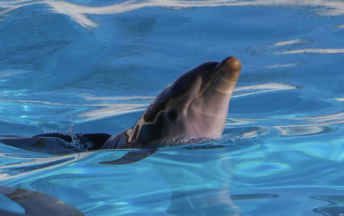 Zoo marine e MagicLand creano il primo abbonamento congiunto
