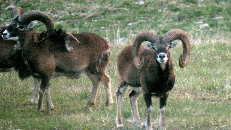 Gli Animalista alzano il muro contro l’abbattimento dei mufloni