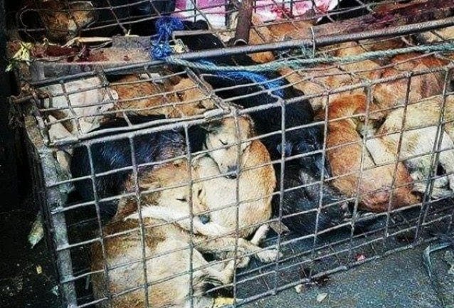 RIVOLUZIONE ANIMALISTA: “NO” AL FESTIVAL DI YULIN. E DRAGHI CHE DICE?”