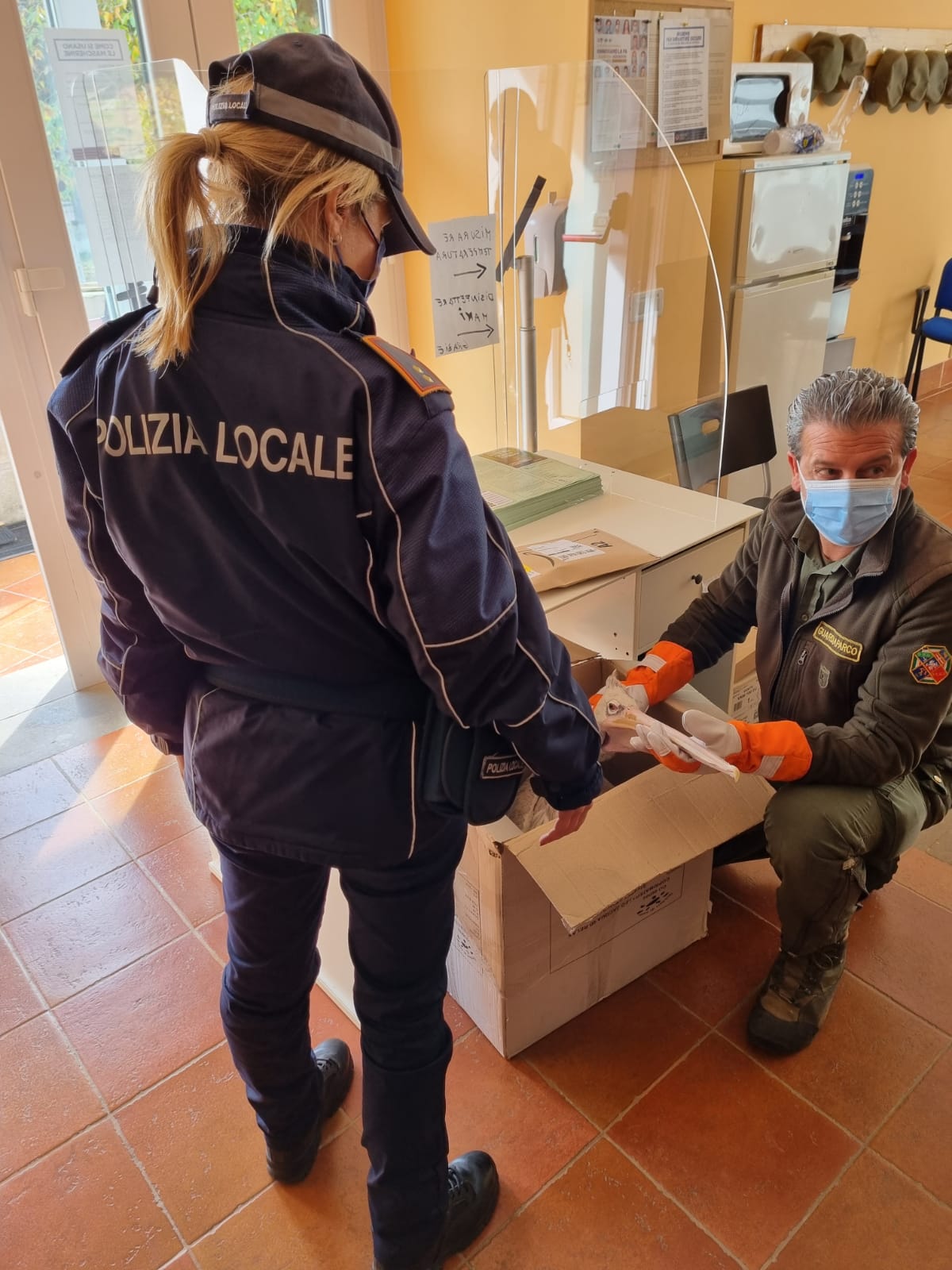 Lanuvio. Atterra un pellicano in piazza Carlo Fontana