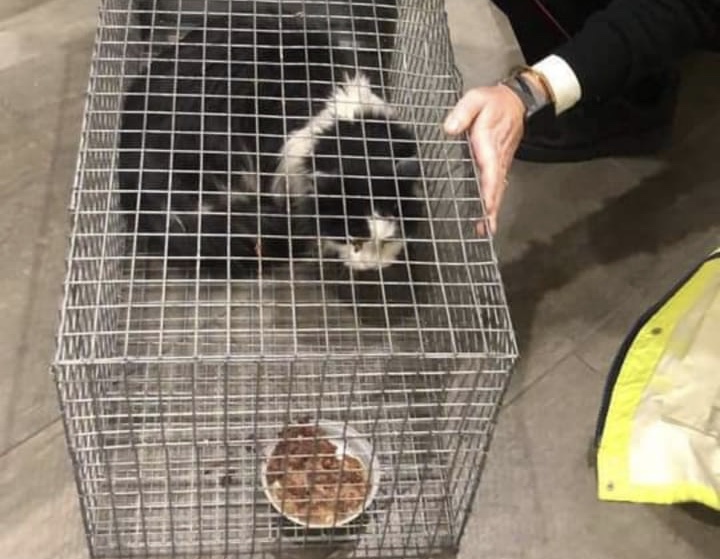 FIRENZE, CARAMANICA(REA): “RIVEDERE REGOLE SICUREZZA PER TRASPORTO ANIMALI IN AEROPORTO”