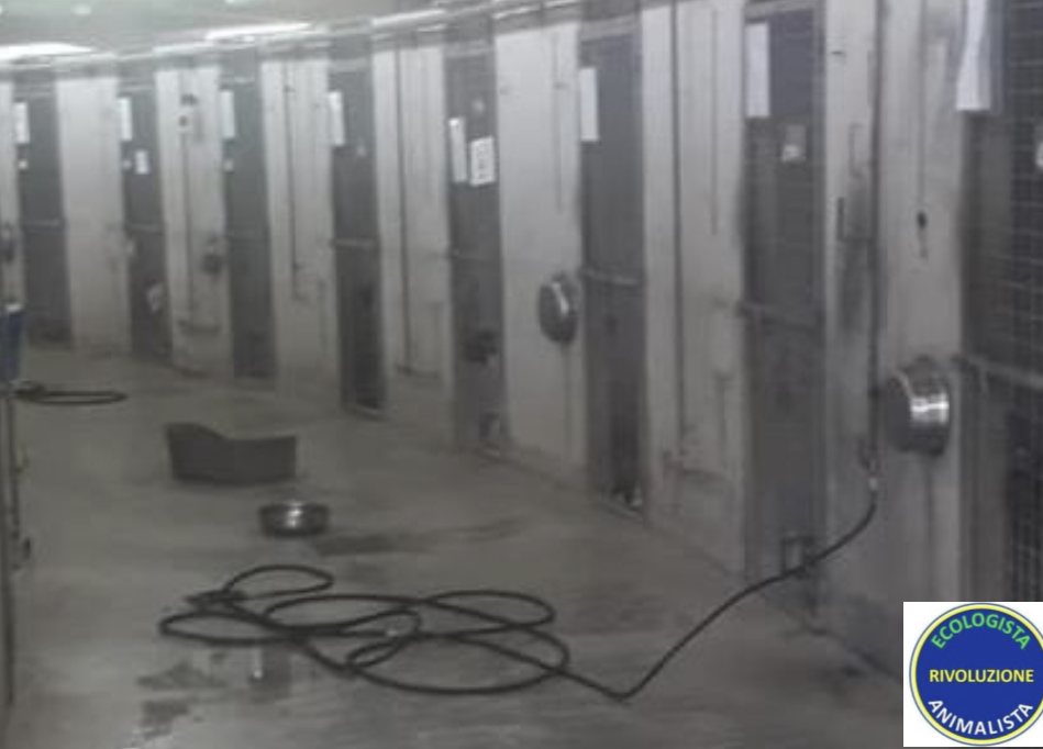 Roma, Caramanica(Rea): “Bando canili comunali lacunoso e insufficiente”
