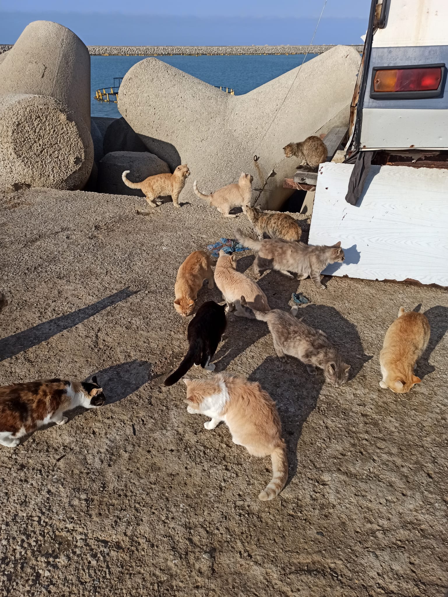Licata, Caramanica(Rea): “Gatti al porto ancora in pericolo di vita per colpa di Comune e Sindaco”