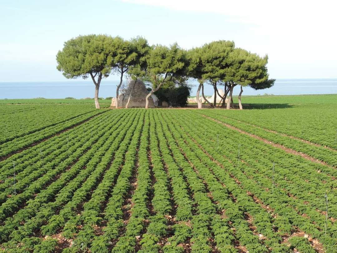 COSTA RIPAGNOLA, CARAMANICA(REA): “RAMMARICATI PER SENTENZA TAR. CHE DICE COMUNE POLIGNANO?”