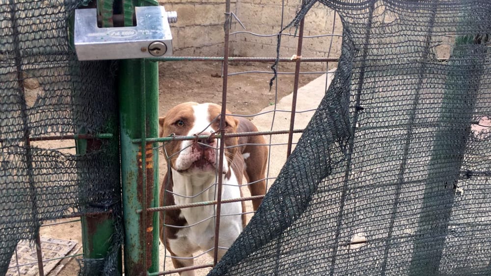 Garante degli Animali del Comune di Roma, Fratelli d’Italia torna a chiederne con forza l’istituzione