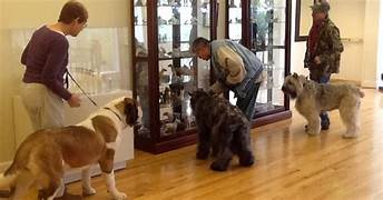 Arriva “Dogs & Museum Road Show”, il primo  tour dedicato al pet-turismo culturale e al  servizio di dog sitting in 52 città italiane e 280 musei